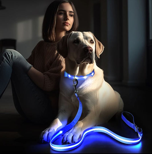 Correa LED para Paseos Nocturnos – Seguridad y Estilo